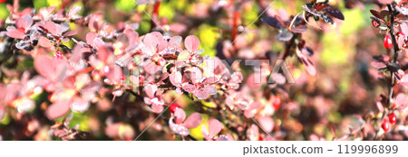 Beautiful drop of water morning dew on petal flower, with summer spring reflection close-up macro Beautiful drop of water morning dew on petal flower, with summer spring reflection close-up macro 119996899