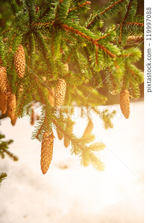 Fir tree branches with cones, Christmas background Fir tree branches with cones, Christmas background 119997088