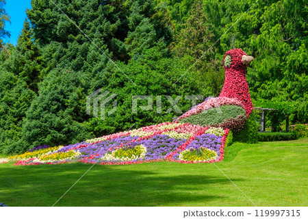Peacock made of flowers on the island of flowers Mainau on Lake Constance, Germany 119997315