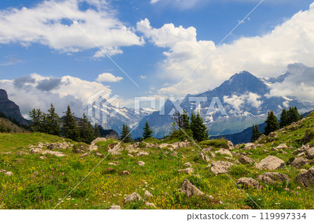 Panoramic view of snow-covered Swiss Alps and green flowering alpine meadow near Schynige Platte in Bernese Oberland, Switzerland 119997334