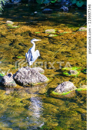 Grey heron (Ardea cinerea) in a river Grey heron (Ardea cinerea) in a river 119997346