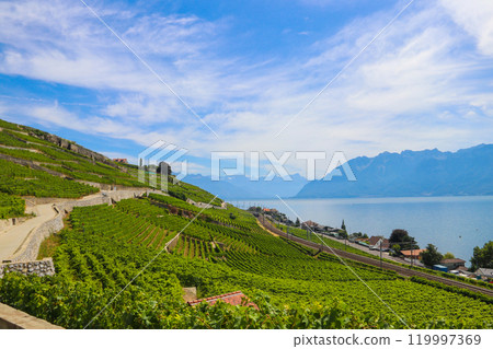 View of the famous Lavaux terraced vineyards, lake Geneva and the Alps in canton Vaud, Switzerland 119997369