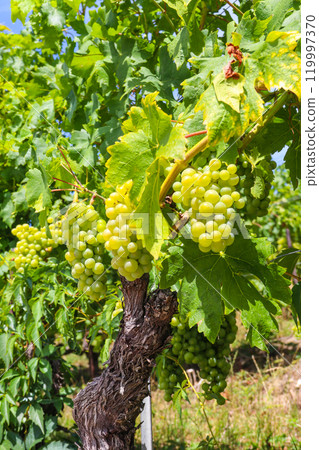 Ripe white grapes hanging on vine in vineyard 119997370