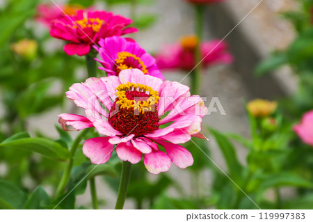 Pink zinnia flower in garden 119997383