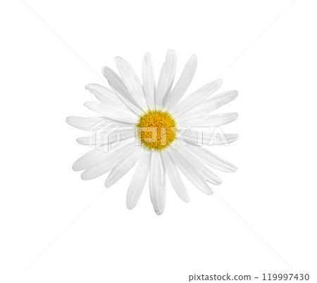 Chamomile flower, close-up 119997430