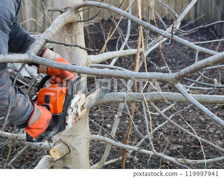 man with orange chainsaw with old blade cutting lower branches of tree with light bark in off-season, pruning multiple branches on walnut tree trunk with petrol saw 119997941