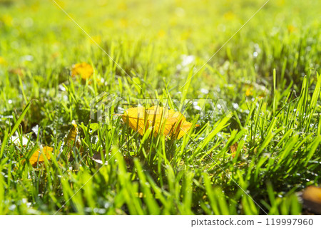 Leaf close up 119997960