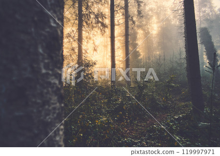 Fog in misty forest on sunrise Fog in misty forest on sunrise 119997971