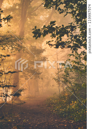 Sunny Morning in misty woods Sunny Morning in misty woods 119997974