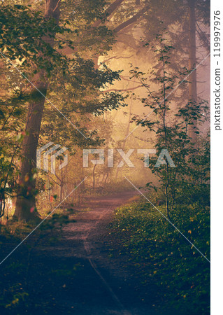 Sunny Morning in misty woods 119997976