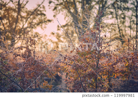 Young trees covered in frost in morning light 119997981