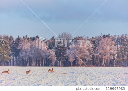Deer running over snowy field Deer running over snowy field 119997983