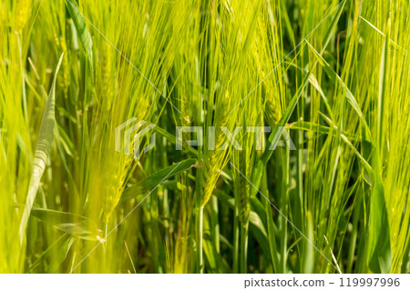 Tall wheat stalks sway gently in the warm breeze, illuminated by the bright sun. The vibrant green and golden hues create a serene landscape in summer Tall wheat stalks sway gently in the warm breeze, illuminated by the bright sun. The vibrant green and golden hues create a serene landscape in summer 119997996