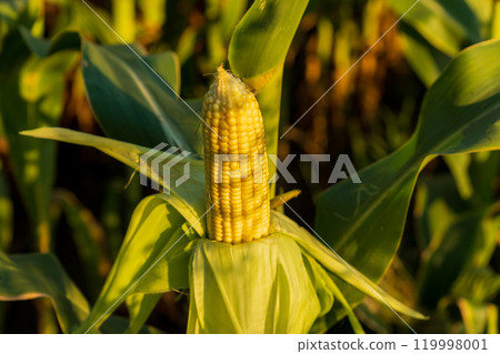 A mature corn ear stands prominently among lush green leaves, soaking up the warm summer sunlight in a rural countryside setting, showcasing agricultural abundance 119998001