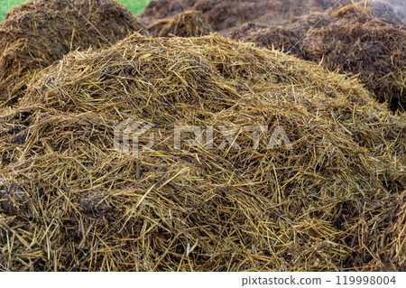 A large mound of fresh manure sits in a sunny rural field, surrounded by lush green grass. The manure appears moist and earthy, indicating recent collection 119998004