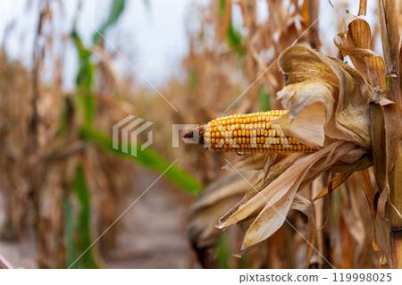 A close view shows a yellow corn cob maturing among dried corn stalks in a field, signaling the onset of autumn and the harvest season approaching 119998025