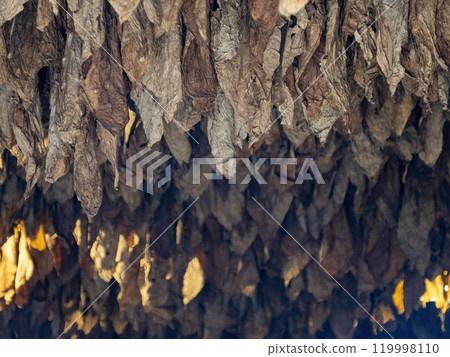 tobacco leaves hanging in a cigar factory 119998110