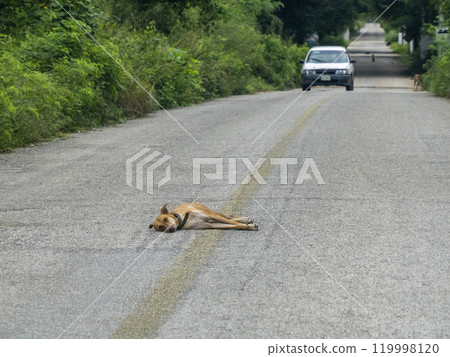 dog in the middle of a road in Yucatan Mexico dog in the middle of a road in Yucatan Mexico 119998120