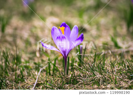 Spring crocus flower. Seasonal Easter background. Spring crocus flower. Seasonal Easter background. 119998190