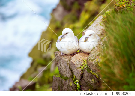 Couple of Northern Fulmar, Fulmarus glacialis birds sitting on the rock in Iceland at summer 119998203