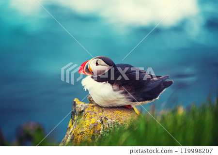 Single atlantic puffin in Iceland, animal outdoor background 119998207