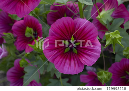 Vibrant pink lavatera bloom with leaves in the garden. 119998216