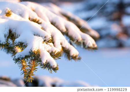 Fir branch covered with snow in sunset warm light. Fir branch covered with snow in sunset warm light. 119998229