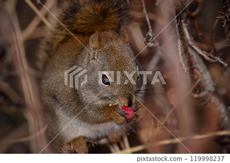 Portrait of a squirrel eating rosehips on a prickly bush at night. 119998237