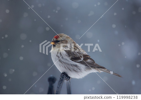 Bird common redpoll is perched on a fence in snowy winter day Bird common redpoll is perched on a fence in snowy winter day 119998238