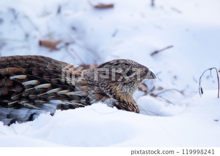 Portrait of female Ruffed grouse in winter wood on the snow. Portrait of female Ruffed grouse in winter wood on the snow. 119998241