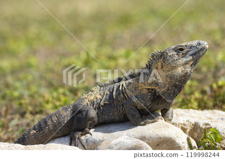 Female green iguana is sitting and suntanning on the rock of the garden. 119998244