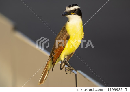 Colorful tropical bird Great kiskadee is perched on a fence. Colorful tropical bird Great kiskadee is perched on a fence. 119998245