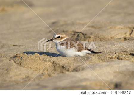 Little bird Snowy plover is sitting on the beach in the sand. Little bird Snowy plover is sitting on the beach in the sand. 119998247