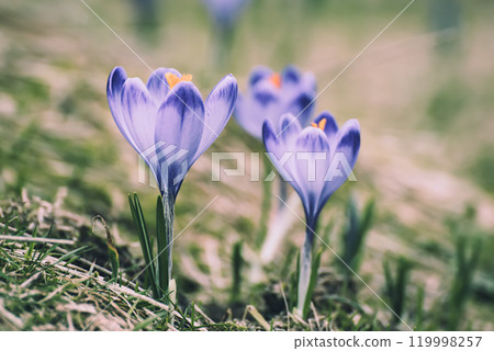 Spring crocus flowers, Easter background Spring crocus flowers, Easter background 119998257