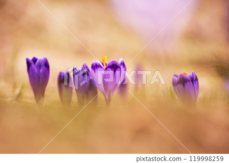 Spring crocus flowers, Easter background 119998259
