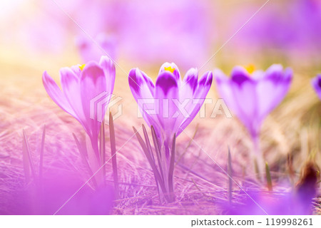 Spring crocus flowers, Easter background 119998261