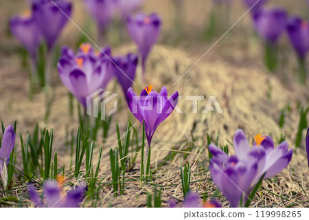 Spring crocus flowers, Easter background 119998265