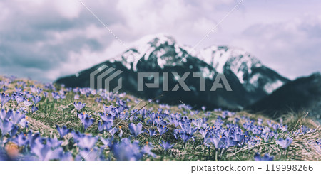 Dolina Chocholowska with blossoming purple crocuses or saffron flowers,Tatra mountains, Poland. 119998266