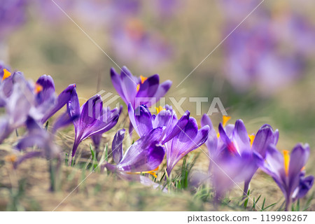 Spring crocus flowers, Easter background 119998267