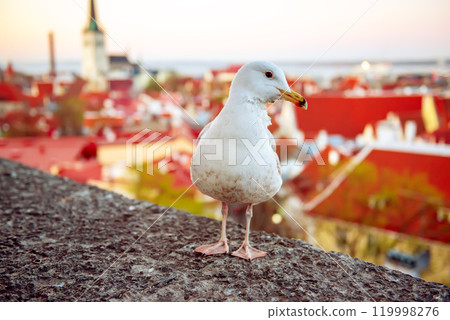 Tallinn and sea gull 119998276