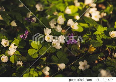 White anemone flowers growing in spring forest, natural seasonal background 119998382