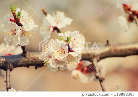 Apricot tree blossoms 119998393