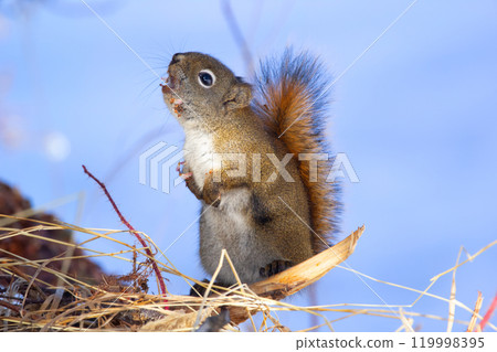 Red squirrel is sitting in the winter snowy forest and grunting. Red squirrel is sitting in the winter snowy forest and grunting. 119998395