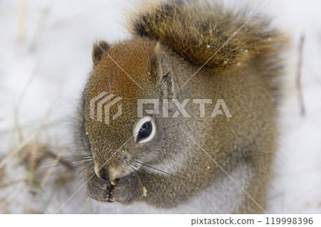Red squirrel is sitting on snow and eating seeds in the wood. 119998396