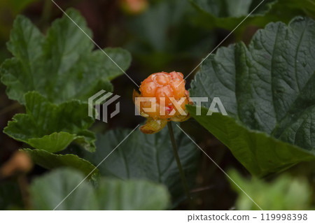 One ripe orange cloudberry growing in green foliage. One ripe orange cloudberry growing in green foliage. 119998398