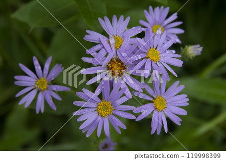 Top view of wild purple asters growing in the wild. Top view of wild purple asters growing in the wild. 119998399