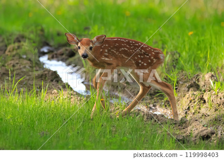 Newborn deer fawn is walking in the muddy trail in the wood. Newborn deer fawn is walking in the muddy trail in the wood. 119998403