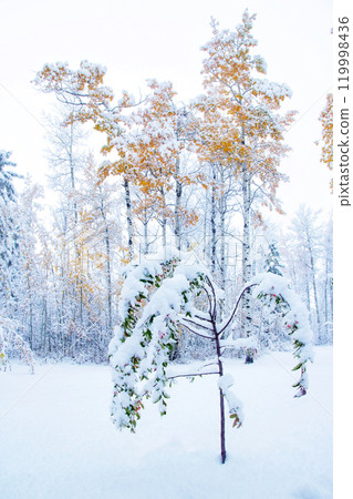 White picture of first snow that covered branches with leaves. White picture of first snow that covered branches with leaves. 119998436