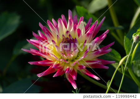 Pink semi cactus dahlia flower, Tahiti sunruse. 119998442