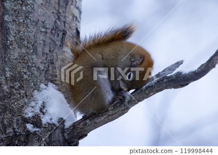 Furry American red squirrel sleeps in the snowy forest. Furry American red squirrel sleeps in the snowy forest. 119998444